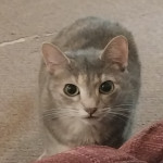 ButcheredSeraphim's Avatar