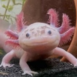 Oaktree4est's Avatar